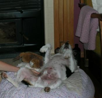 Tummy tickles on tap.